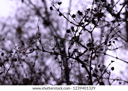 Tree branch and leaves silhouette against blue sky background.