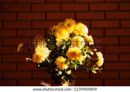 close up beautiful bunch of yellow flowers (Chrysanthemum) on the table in front of the red brick wall / indoor flower decoration