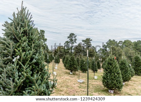 Fir trees on a Christmas tree farm