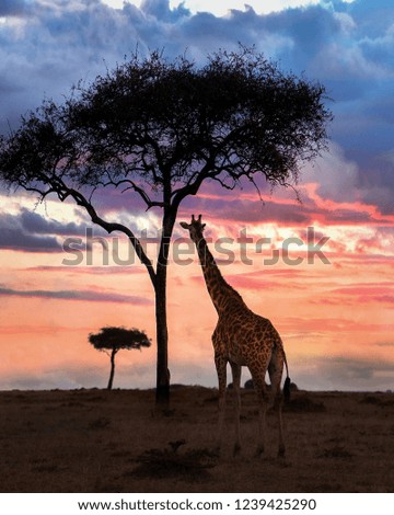 Safari in Africa, Kenya