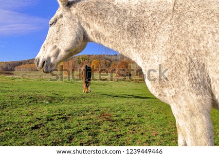 Green pastures of horse farms. Country autumn landscape. Horses grazing grass in the evening. Blue sky and natural background.