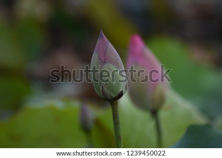  Pink waterlily blossoms