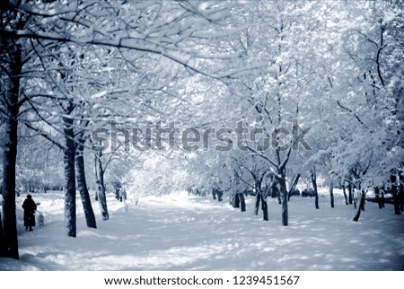 Snowy trees in a city park on a sunny day