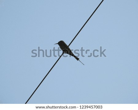 Green Bee-Eater bird sitting/perched on wire