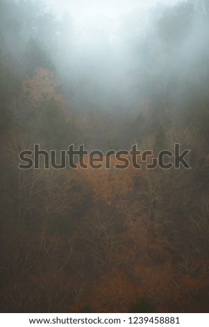 Foggy forest hills with tree lined scenic views