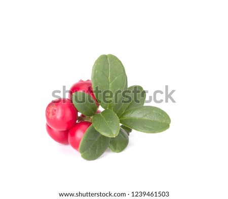 Fresh hand-picked forest Cowberry isolated on white background