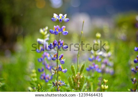 Lupines in the valley