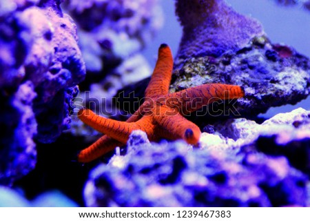 Red Fromia Starfish - Fromia milleporella 
