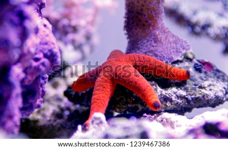 Red Fromia Starfish - Fromia milleporella 
