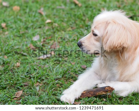 lovely happy white cute fat long hair handsome dog portraits playing wood piece on green grass floor on a sunny day selective focus blur background