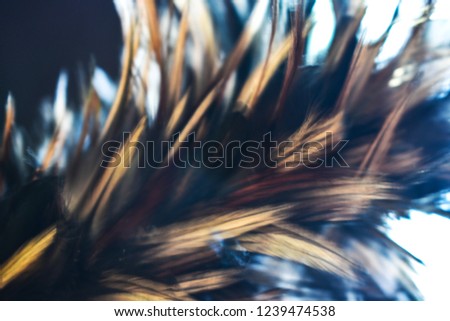 Blur Bird chickens feather texture for background,