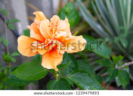 Hibiscus rosa-sinensis , Chinese rose or Chaba flower in Thailand. It is beautiful flower in the garden.