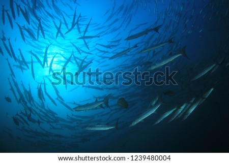 School of Chevron Barracuda fish in Thailand 