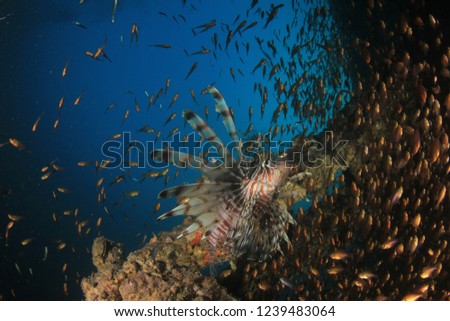 Lionfish fish on reef 