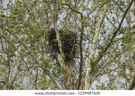 A bald eagle nest high in a tree covered in young spring leaves.