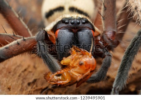 Closed up picture of huntsman spider eating prey