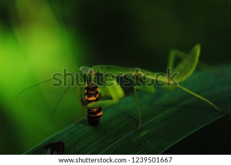 grasshopper in the wild
