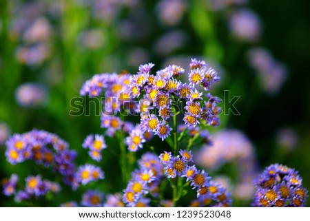 Fresh floral background with  tatarian aster (Aster tataricus 'Jindai') lilac tiny flowers blooming in the field, Macro floral photography. 