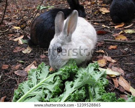 White bunny with kale 2018