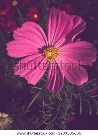 Close up Sulfur cosmos flowers blooming scene wallpaper nature backgrounds