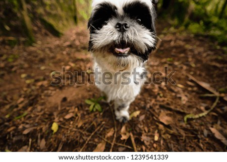 Beautiful Small Traveler Dog, Adventure Road Scenery, Walk in Forest Clay. Headshot Portrait of a Puppy Facing Camera, Walking and Exploring Nature Outdoor Unique Motion Picture