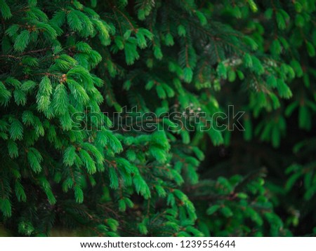 spruce tree background
