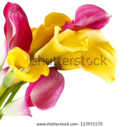 Bunch of yellow and pink cala lilies isolated on white
