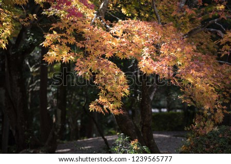 Autumn colors in Japan, Minokamo City, Gifu Prefecture