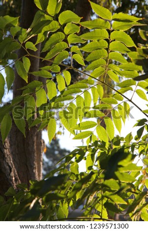 Close up of sunlight streaming through tender green leaves