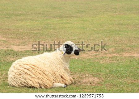 White and tawny sheep are raised on farmer farms to shear, sell, and show to herdsmen as an ecotourism in the foothills and valleys with slightly warm and cool climates to get used to the sheep.
