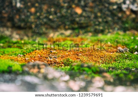 green moss on the floor  