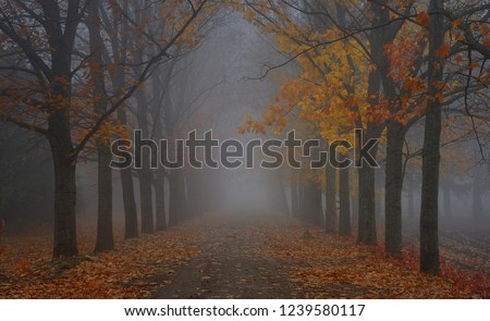 This is foggy vista in Caucasus nature in autumn