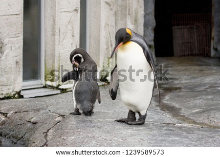 Humboldt penguin and King penguin walking on the rock.