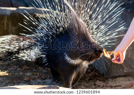 Crested porcupine or Hystrix cristata or African porcupine