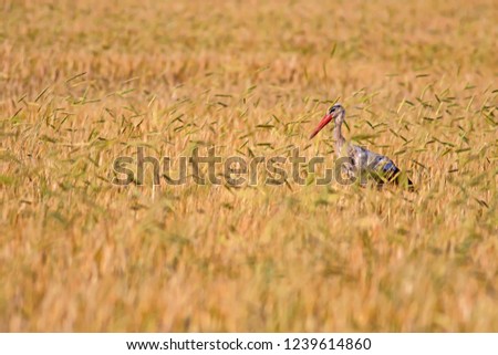Nature and bird. Bird: White Stork. Ciconia ciconia. field of wheat
background.