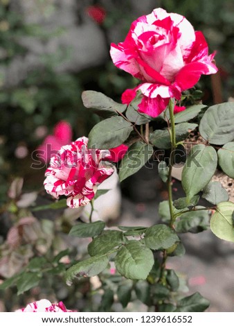 Beautiful colorful rose in the garden