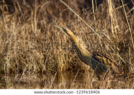 Nature and bird. Bird: Eurasian Bittern. Botaurus stellaris. Yellow brown habitat background.  Royalty-Free Stock Photo #1239618406