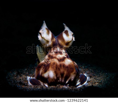 Mimic octopus - underwatet wild life of Bali.