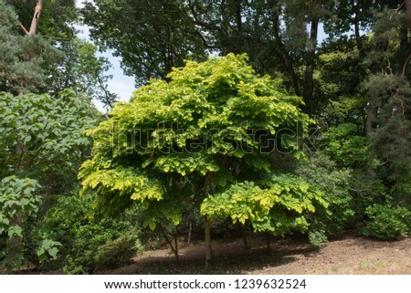 Kentucky Yellowwood Tree (Claudrastis kentuckea) in a Woodland Garden in Rural Devon, England, UK