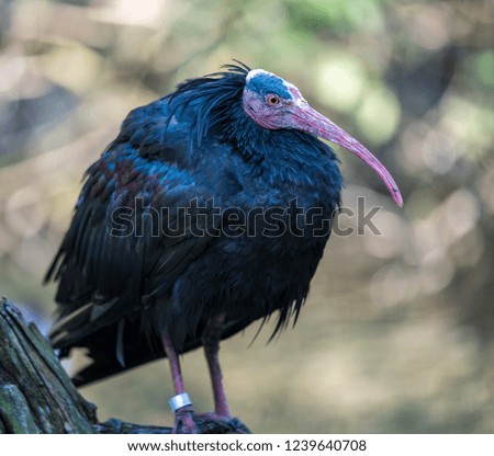 Northern Bald ibis or Geronticus eremita in a zoo