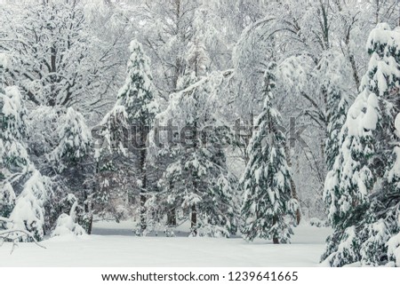 Winter photography - horizontal winter landscape, firs covered with snow