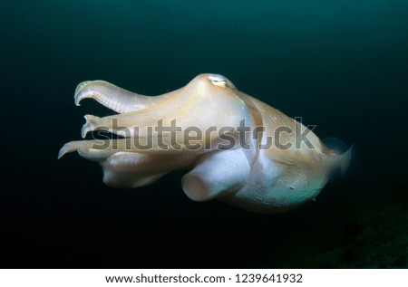 Broadclub cuttlefish - Sepia latimanus -amazing underwater world of  Komodo National Park, Indonesia, Indonesia. 