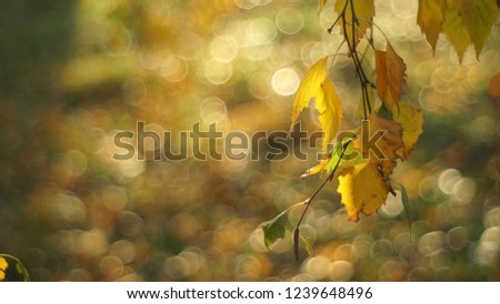Autumn. Golden birch leaves.               