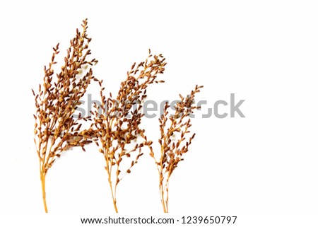 Grass flower on white background