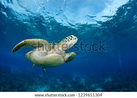 Green turtle - Chelonia mydas - amazing underwater world of Apo Island, The Philippines.