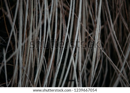Reeds in winter, beautiful winter background