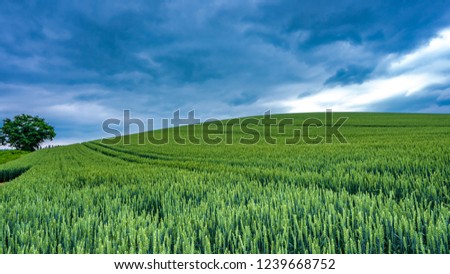 Fresh Green Field
