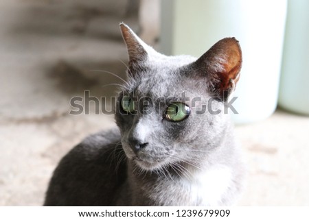 British Shorthair, cat with gray fur for pet shop, veterinary hospital, encyclopedia animals. Traditional British domestic cat, with a distinctively stocky body, dense coat. 