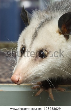 Portrait of a cross-eyed opossum