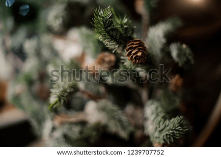 Christmas background of evergreen fir tree with small brown cone on the blurred background